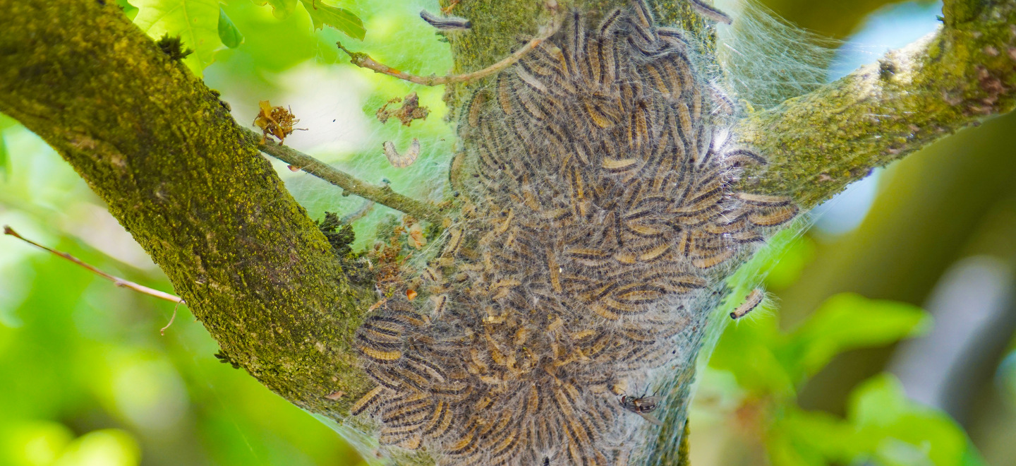 Se débarrasser des chenilles processionnaires Danjoutin