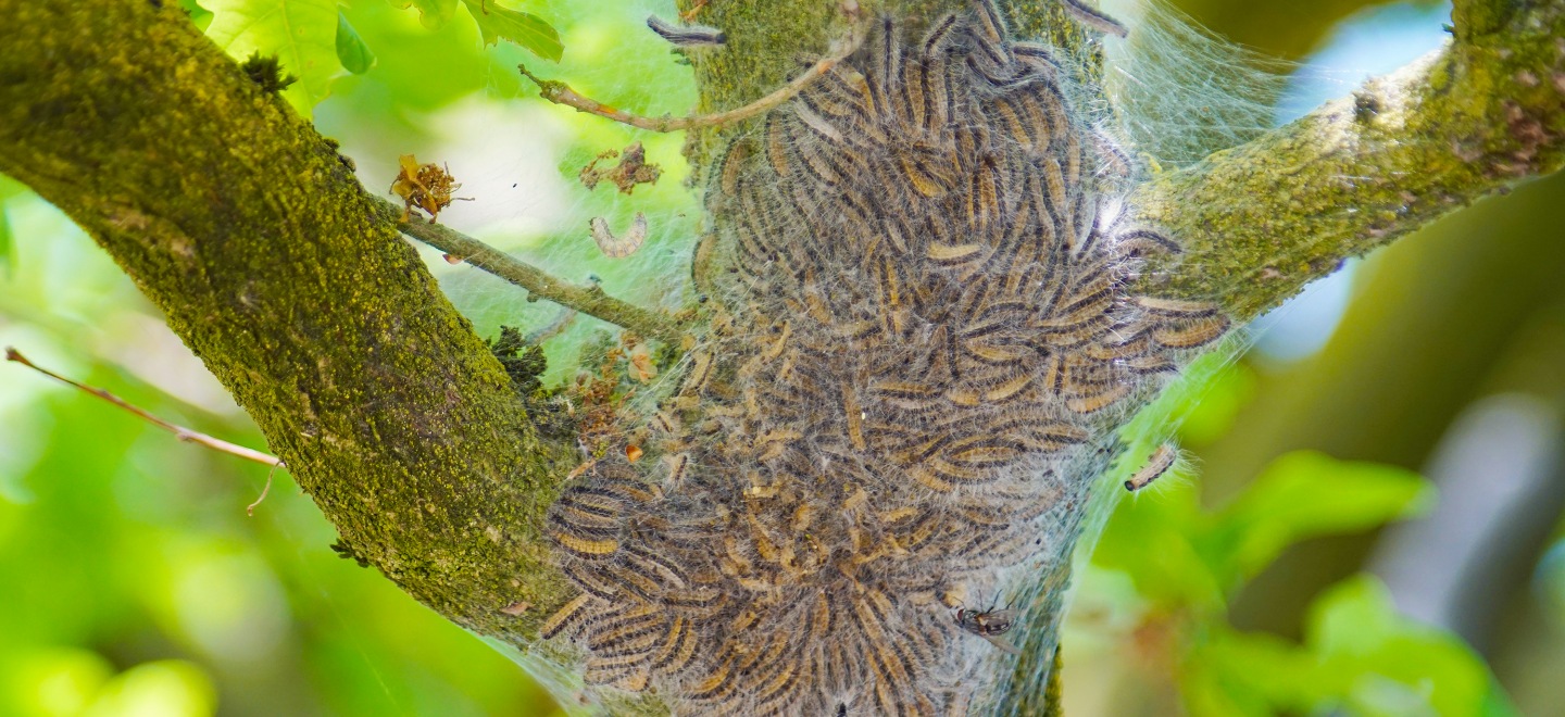 Se débarrasser des chenilles processionnaires Échirolles