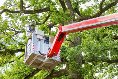 tj7hz6gz9dnl Comment se Débarrasser des Chenilles Processionnaires 